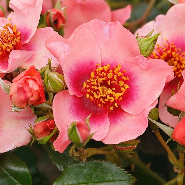 Róża Okrywowa - Orienta Shila