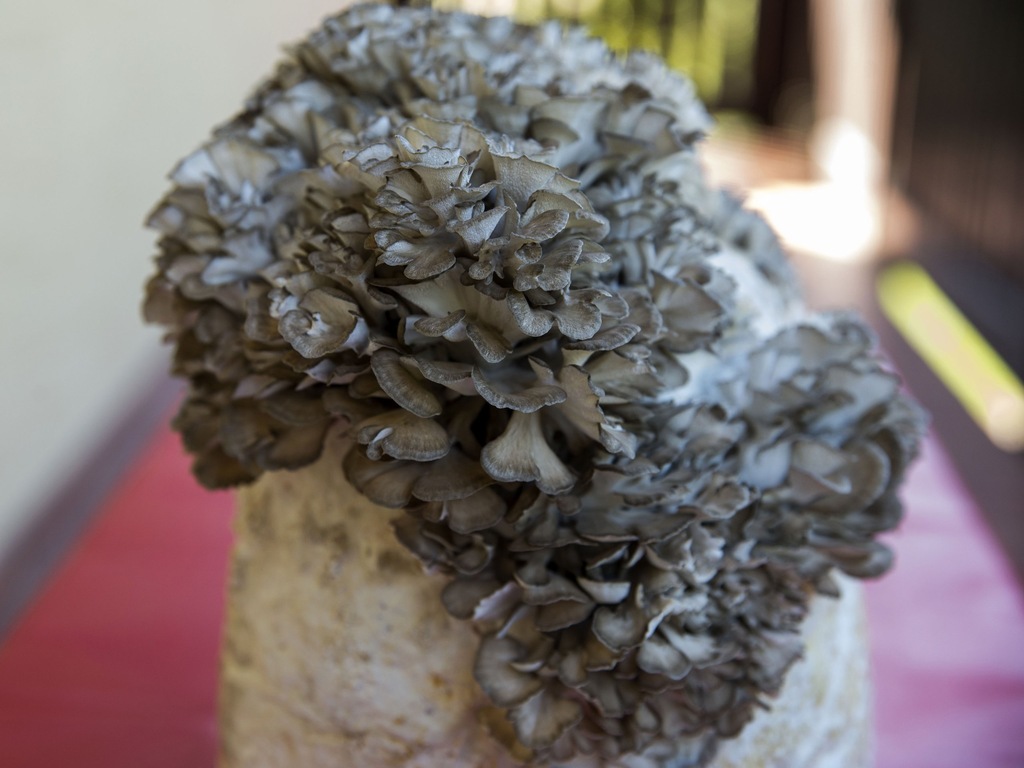 MAITAKE grzybnia Żagwica Listkowata 3kg grzyby