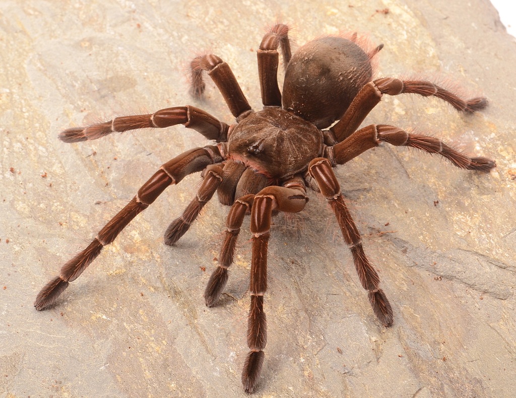 Theraphosa stirmi 2,5-3cm cm DC samica