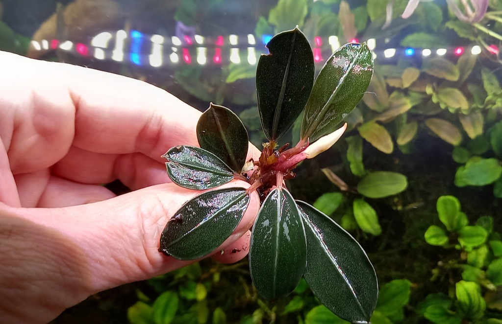 Bucephalandra Pink Lady
