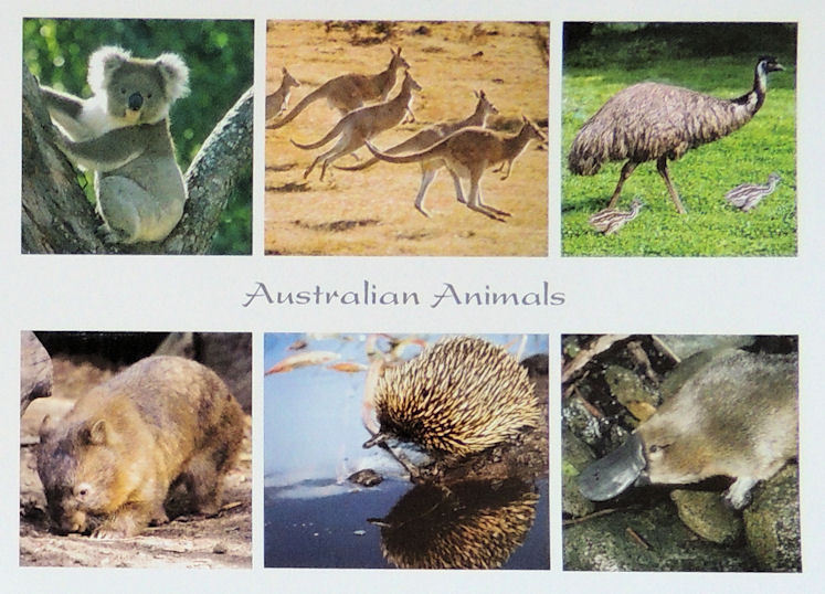 Wyślę kartkę z Australii - Wszystkie  zwierzaki