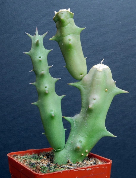 Kaktusy! Orbea lutea ssp. vaga - RARYTAS !!!