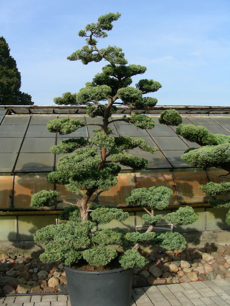 Bonsai Bonsai Ogrodowe Ogrody Japońskie Jałowiec