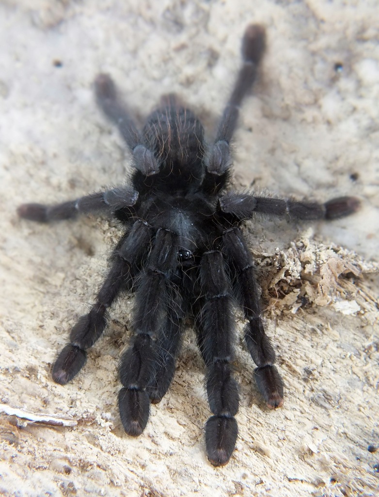 Lampropelma sp. Borneo Black (SpidersForge)