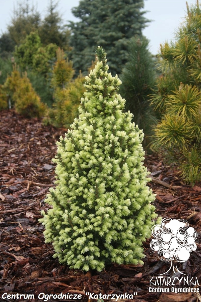 Купить Ель белая 'Sun on the Sky' PBR Picea glauca: отзывы, фото и ...