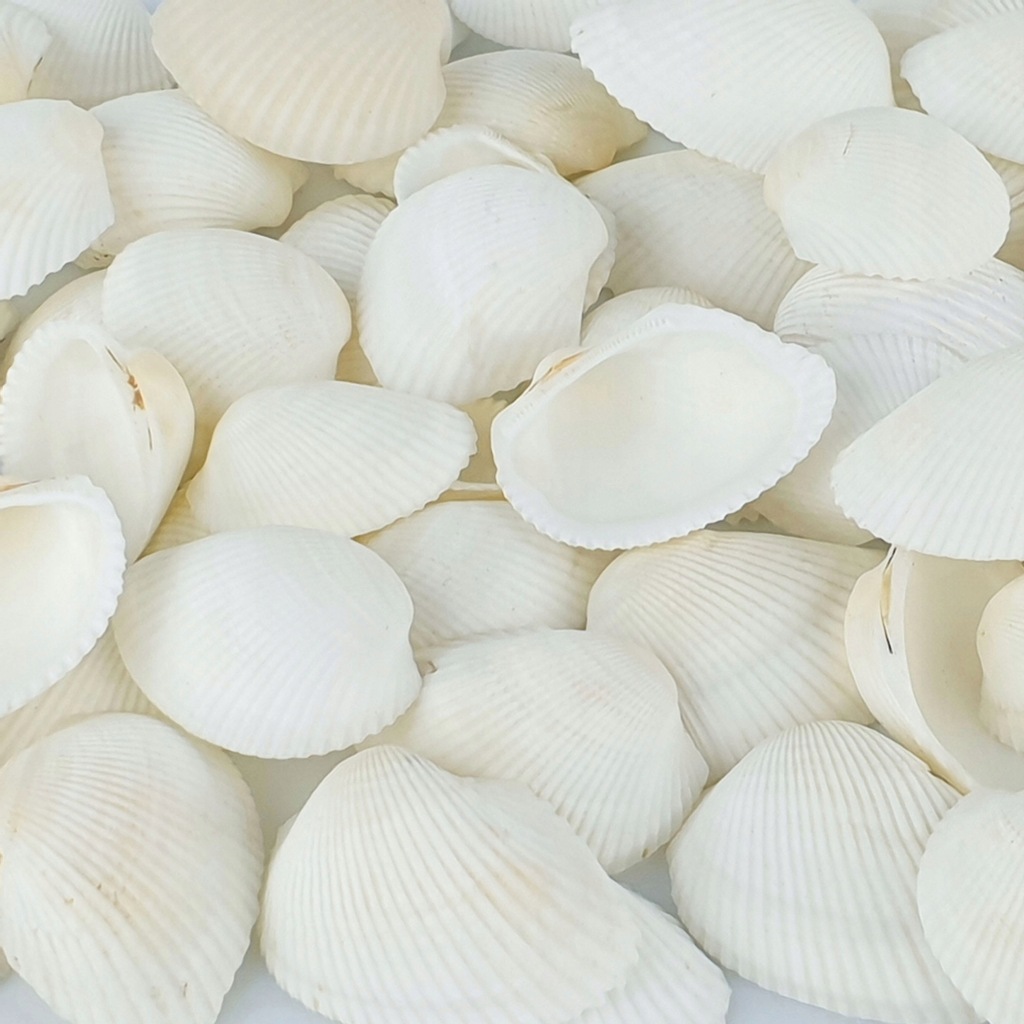 MUSZLE MUSZELKI Morskie WHITE COCKLES 100g DEKOR