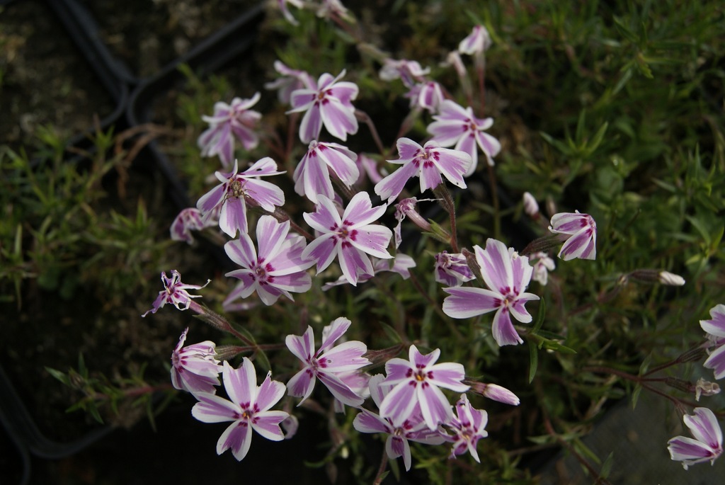 Floks szydlasty Phlox subulata 'Candy Stripes'