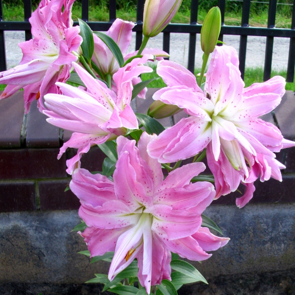 LILIA LILIUM PEŁNA ROSELILY ANOUSKA 1 SZT - 12559987325 - oficjalne ...