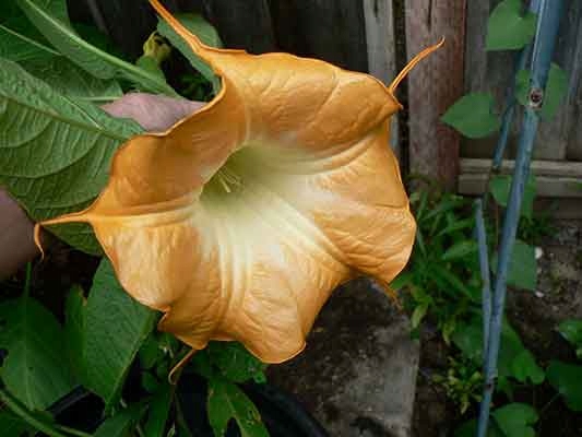 Brugmansia /datura/ Bernstein