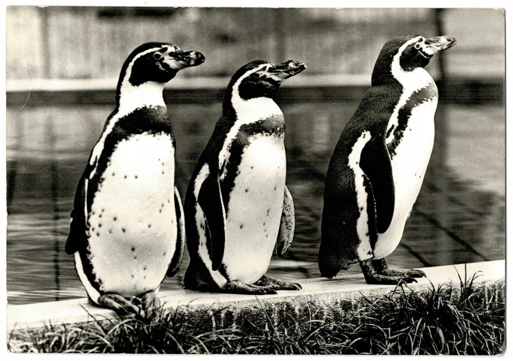 Pingwiny - Foto Szymański - Niski nakład