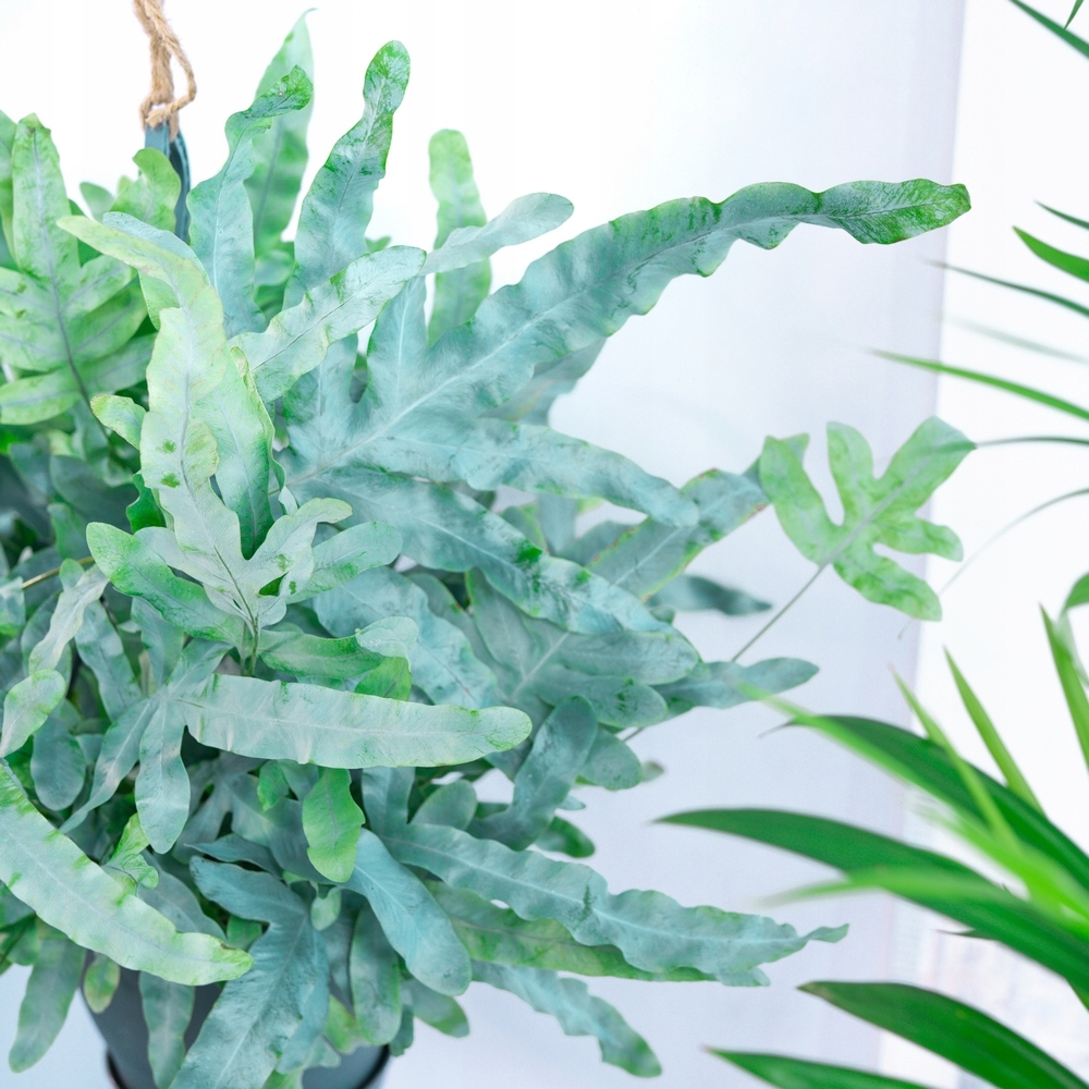 Phlebodium flebodium BŁĘKITNA PAPROĆ 'Blue Star'