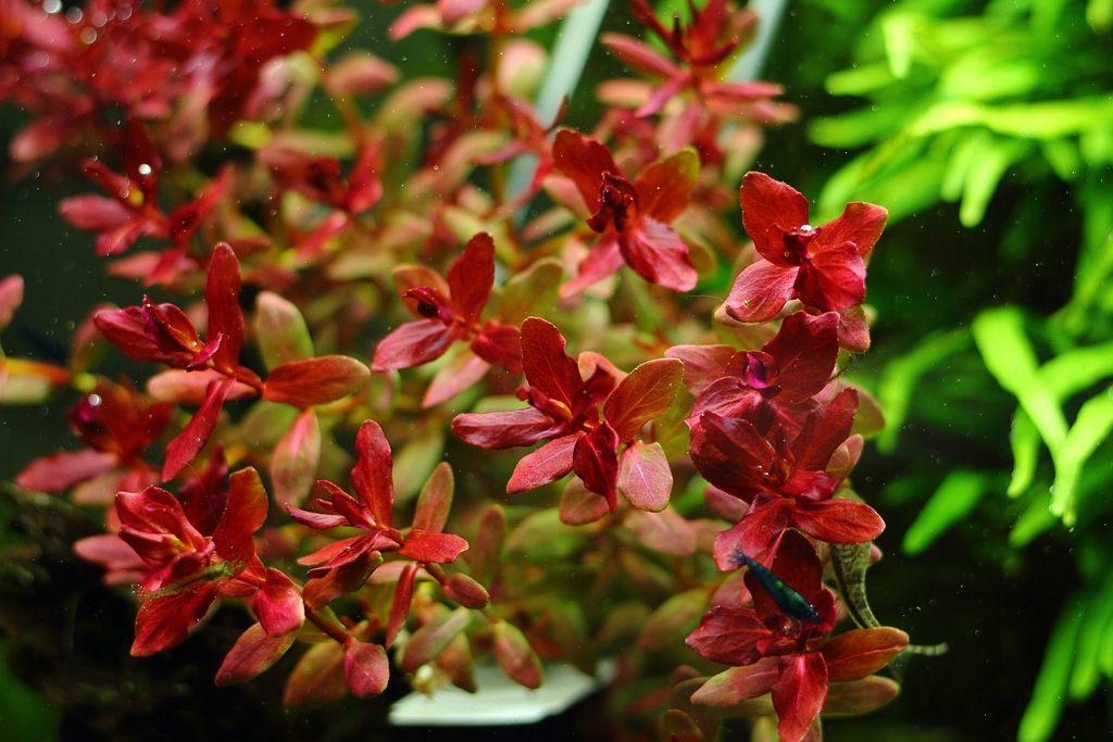 Купить Аквариумные растения Rotala MINI BUTTERFLY, РЕДКИЕ: отзывы, фото, характеристики в интерне-магазине Aredi.ru