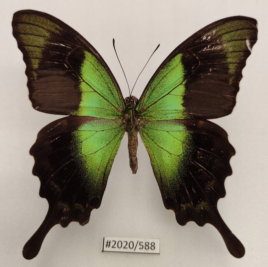 Motyl Papilio peranthus transiens samiec.
