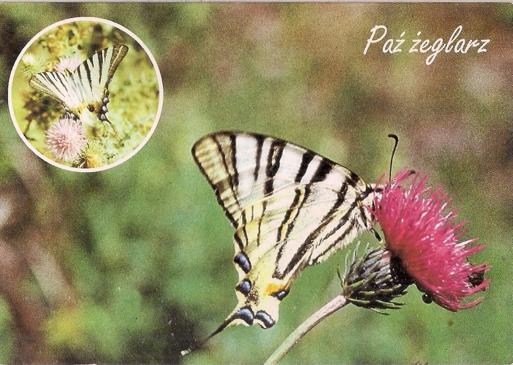 pocztówka PAŹ ŻEGLARZ Motyl chroniony RABKA