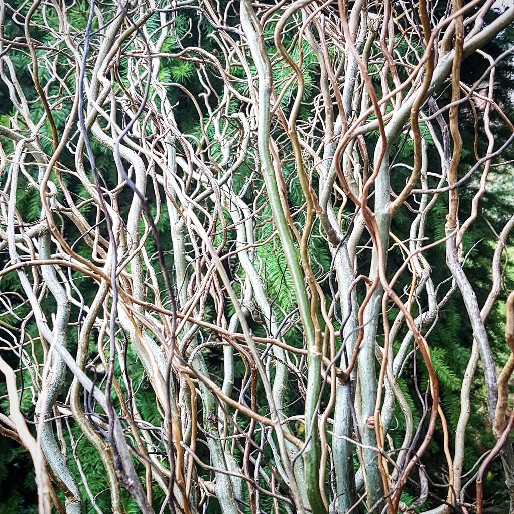Gałęzie wierzby, XXL, święta, dekoracje, terrarium