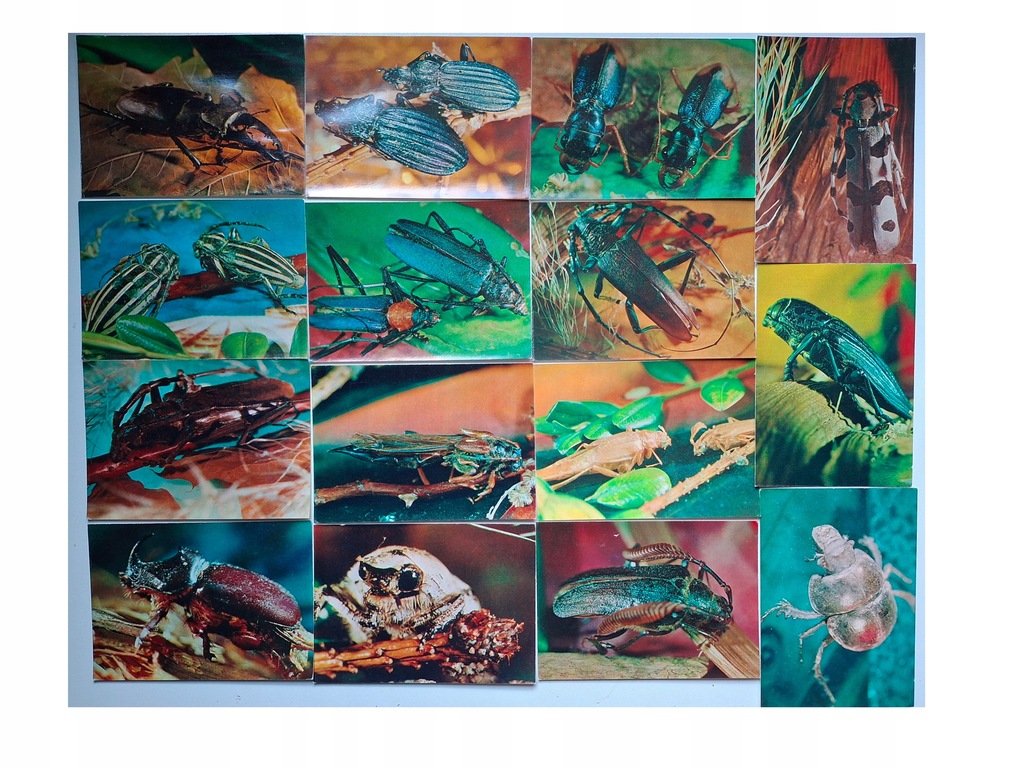 ŻUKI -ZESTAW 25 POCZTÓWEK