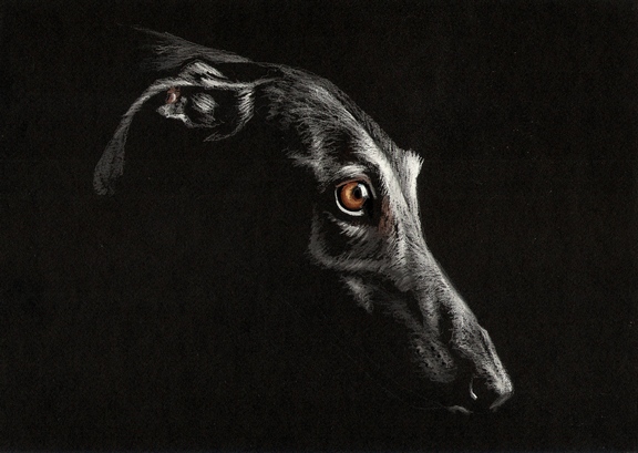 PIES CHART HISZPAŃSKI galgo espanol Rysunek A4