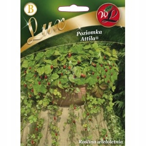 POZIOMKA ATTILA - owoce na balkonie LEGUTKO