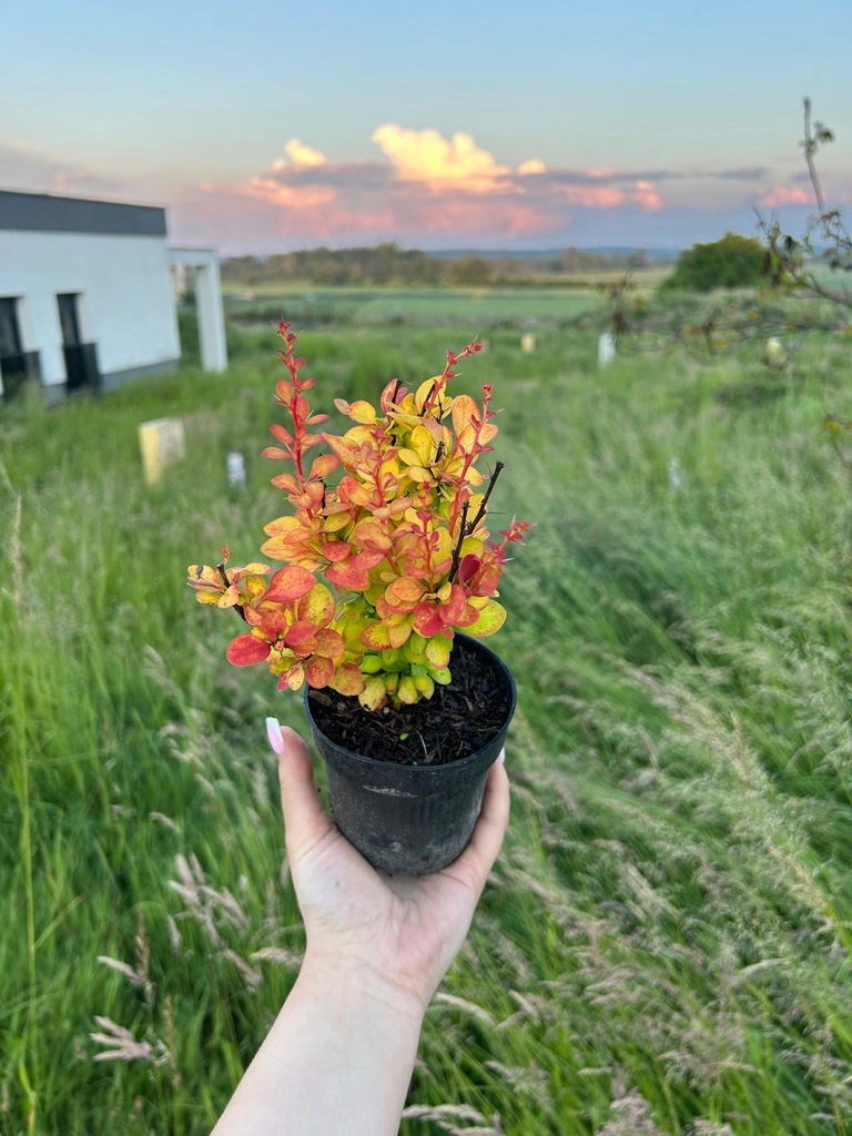 Berberys KOLUMNOWY Yellow Tower PIĘKNIE PRZEBARWIAJĄCY SIĘ Sadzonka 0,5L