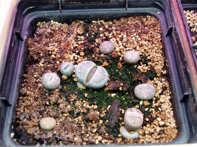 Купить ЛИТОПСЫ ЖИВЫЕ КАМНИ - НАБОР ДЛЯ ВЫРАЩИВАНИЯ: отзывы, фото и ...