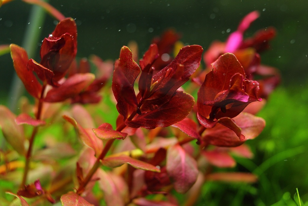 Купить Аквариумные растения Rotala MINI BUTTERFLY, РЕДКИЕ: отзывы, фото, характеристики в интерне-магазине Aredi.ru