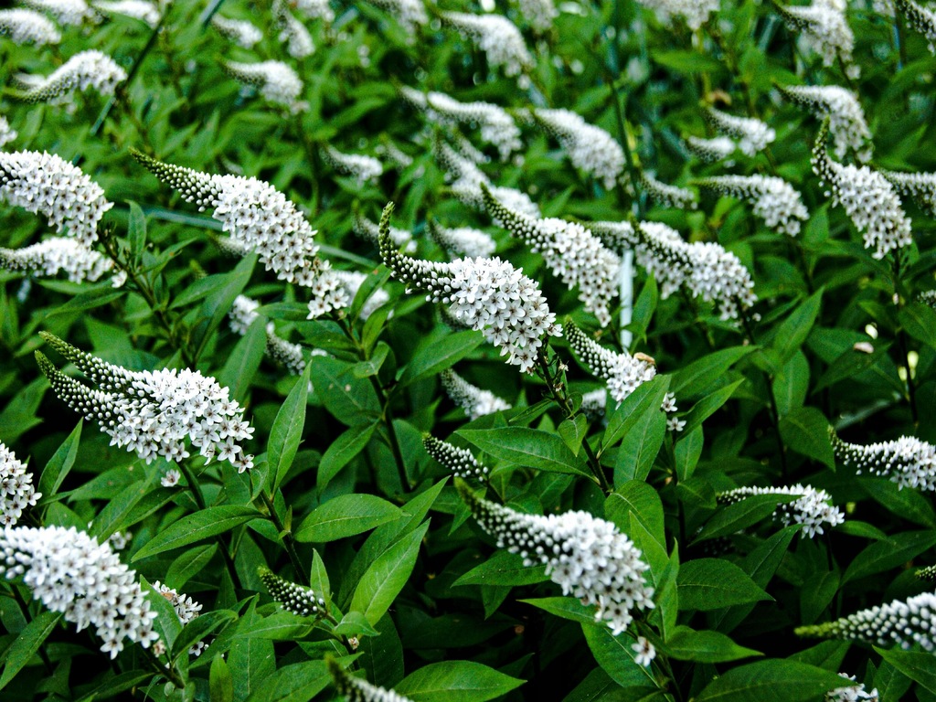 Tojeść orszelinowata Lysimachia clethroides C2 XXL