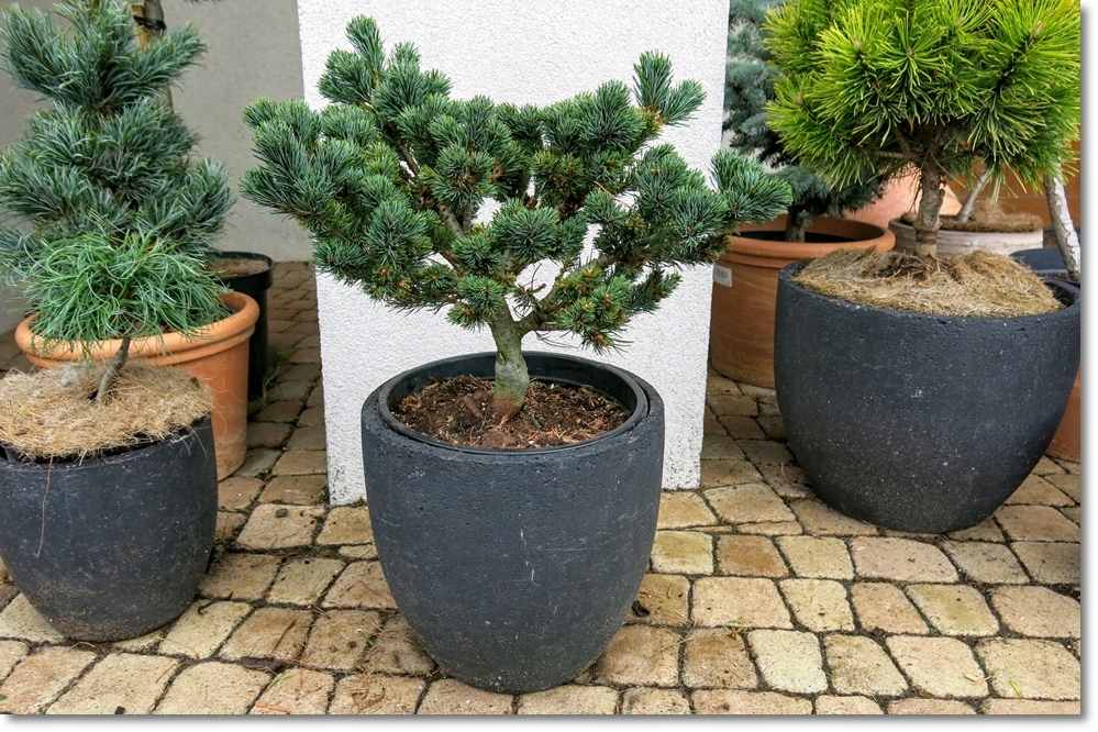 Pinus parviflora Hagoromo - ślicznotka !!!