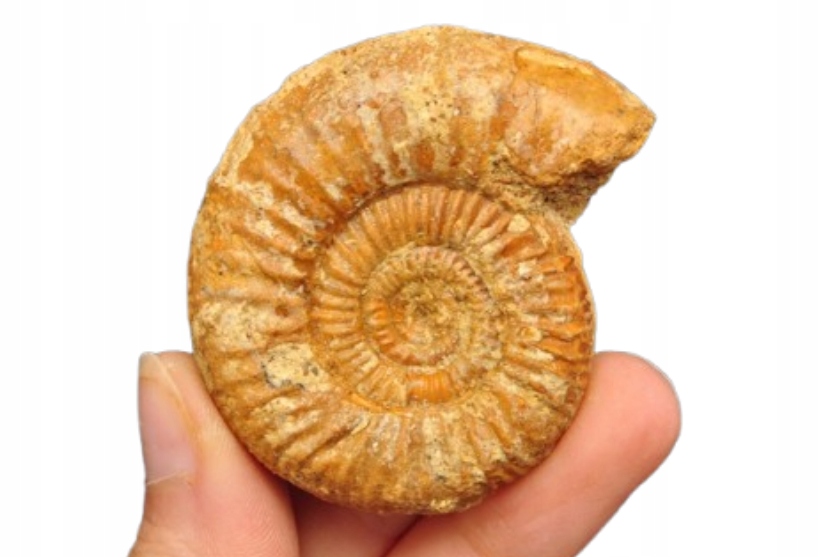 * AMONIT PERISPHINCTES POLSKA DOSKONALE ZACHOWANA SKAMIENIAŁOŚĆ NR 12 *