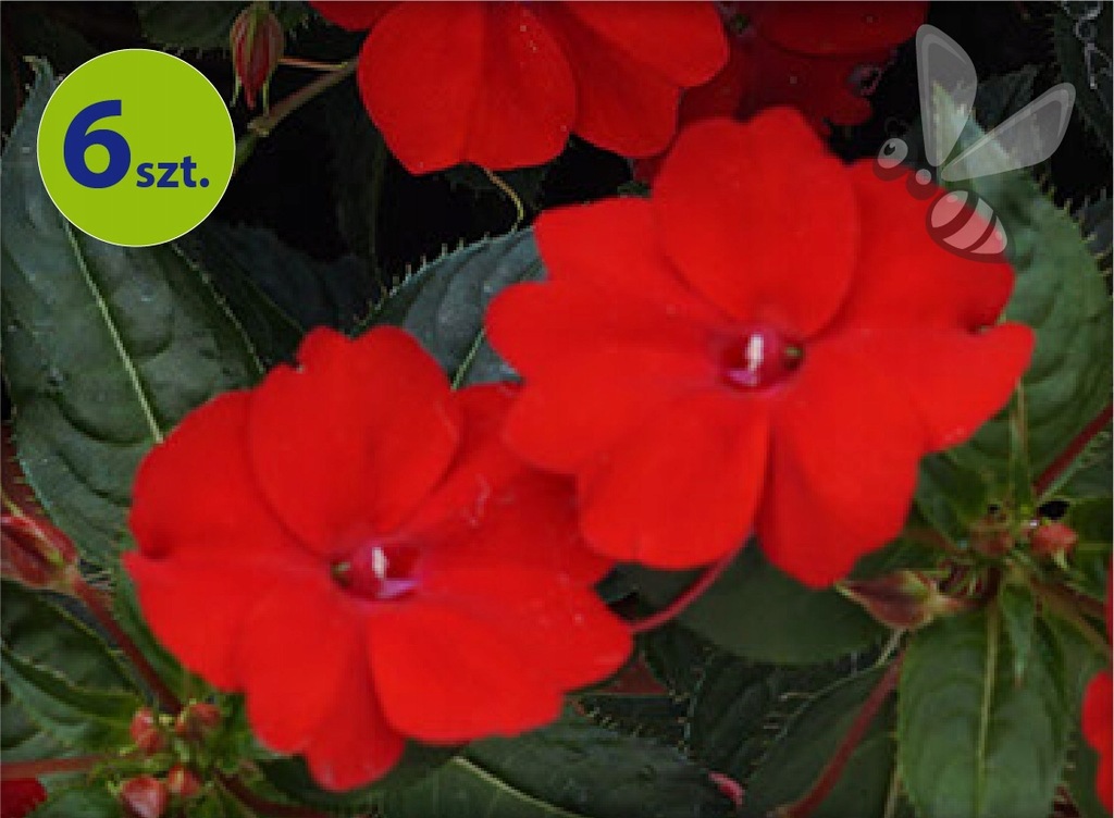 Sunpatiens czerwony 6 szt.