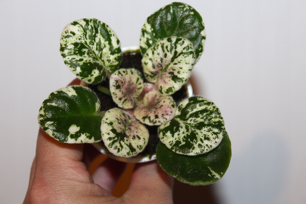 Fiołek afrykański - Rose Bouquet - sadzonka