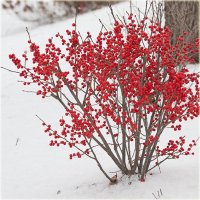 krzewy Ostrokrzew okółkowy Ilex verticillata