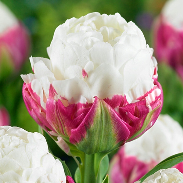 Tulipan Lodowy Ice Cream 1 szt cebulki tulipanów