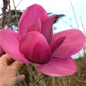 Magnolia 'Shirazz'