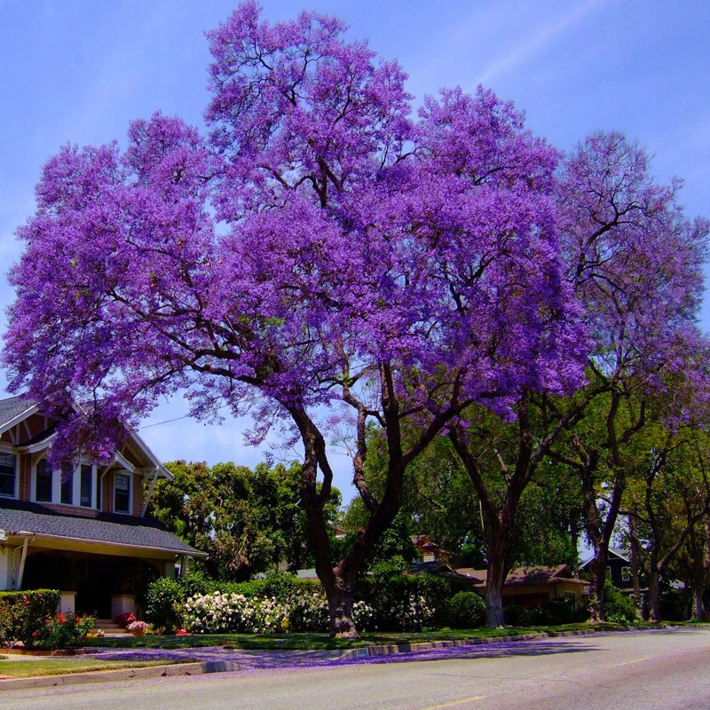 PAULOWNIA PUSZYSTA Cesarskie Drzewko Szczęscia