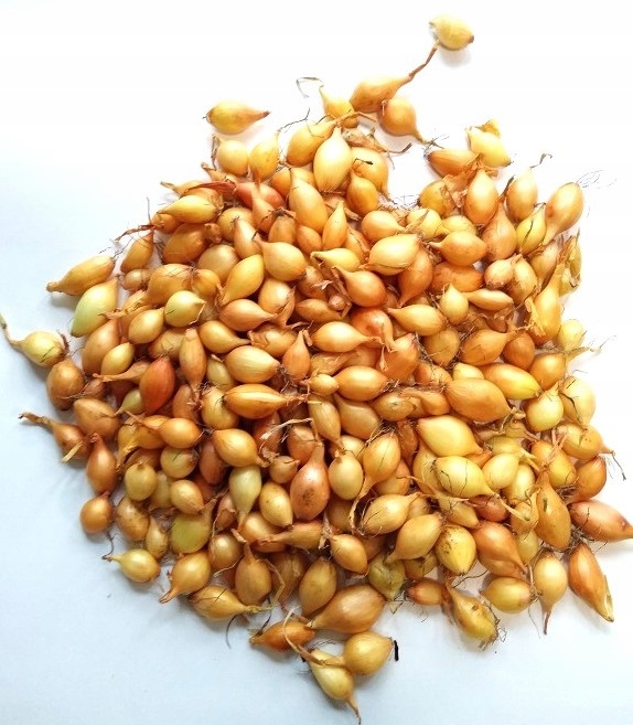 Cebula Dymka Wolska I Wiosenna 2,50 kg