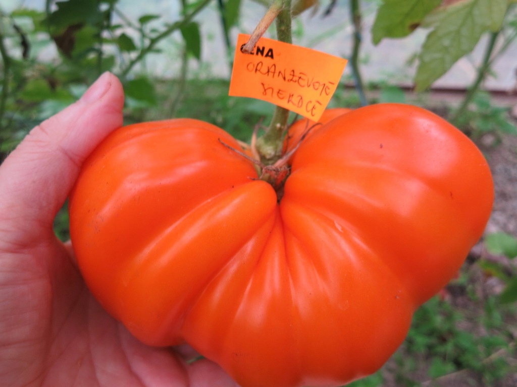 POMIDOR ORANŻEWOJE SIERDCE - mojepomidory