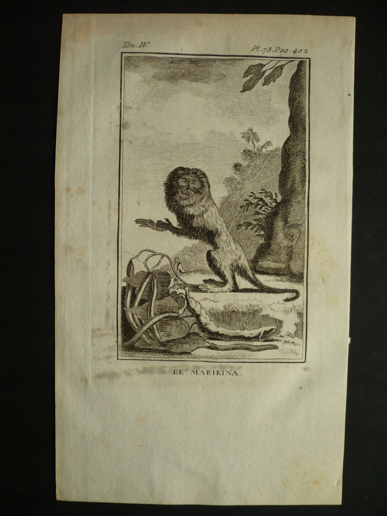 małpka markina - lwia grzywa, oryg. 1772