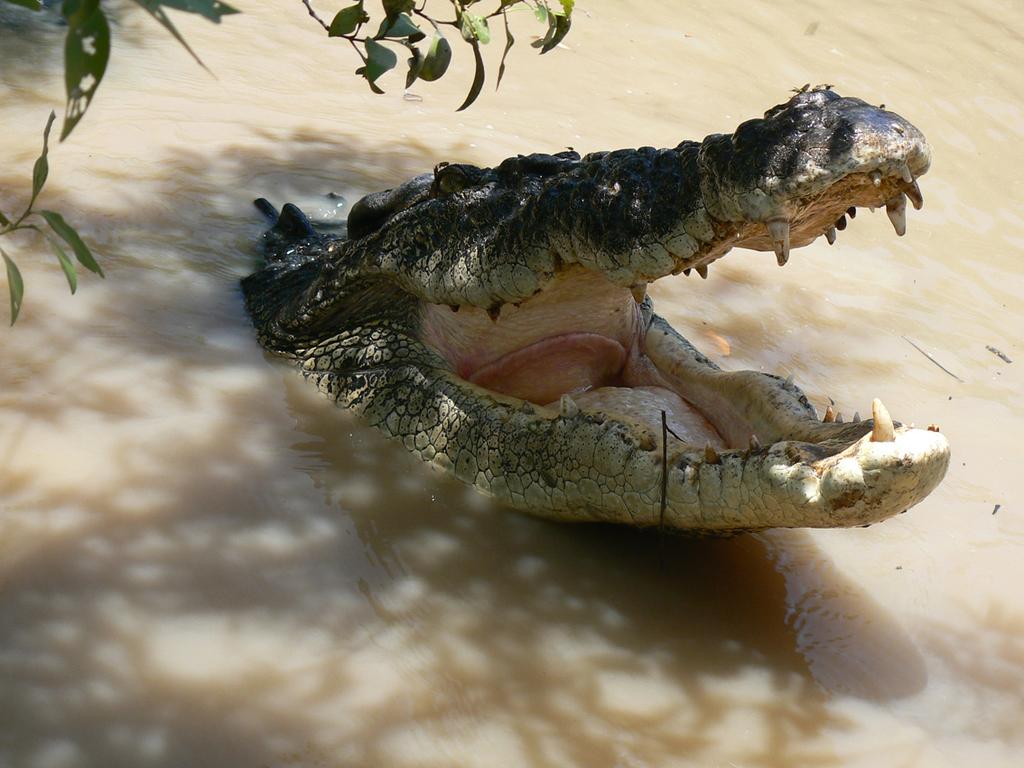 Krokodyle australijskie - 3 zdjęcw dużym formacie