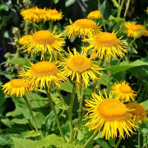 Oman wielki (Inula helenium)