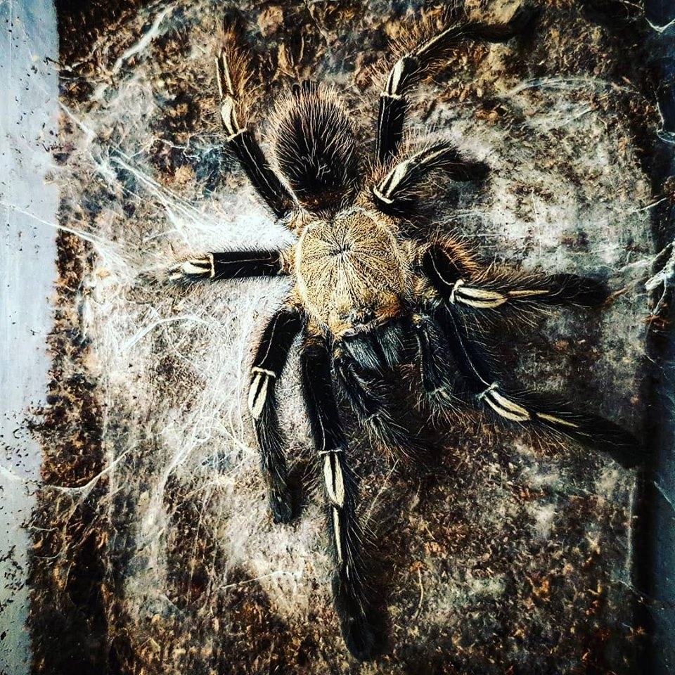 Ephebopus murinus (SpidersForge)