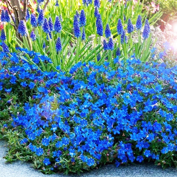 Купить ВОЗВРАЩЕНИЕ РАСПРОСТРАНЯЮЩЕЙСЯ GRACE WARD~ LITHODORA-SEEDINGMENT: отзывы, фото, характеристики в интерне-магазине Aredi.ru