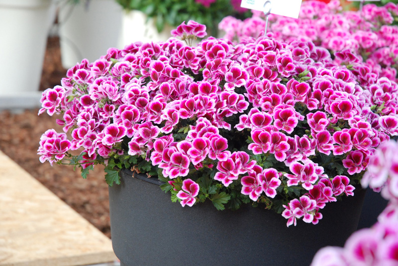 Pelargonia anielska grandiflorum cryspum TOP Roxy