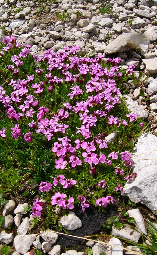 Lepnica Silene acaulis ssp excapa
