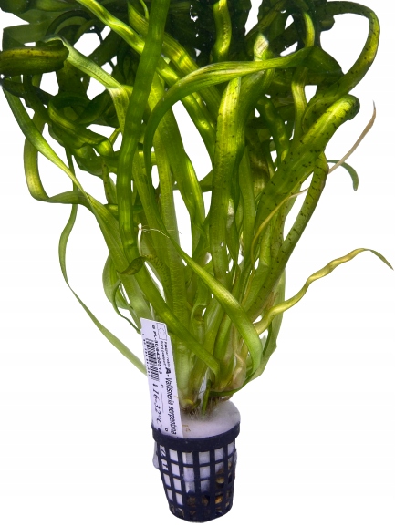 Купить Валлиснерия Змеиная Тайгеровая, растения для аквариума: отзывы ...