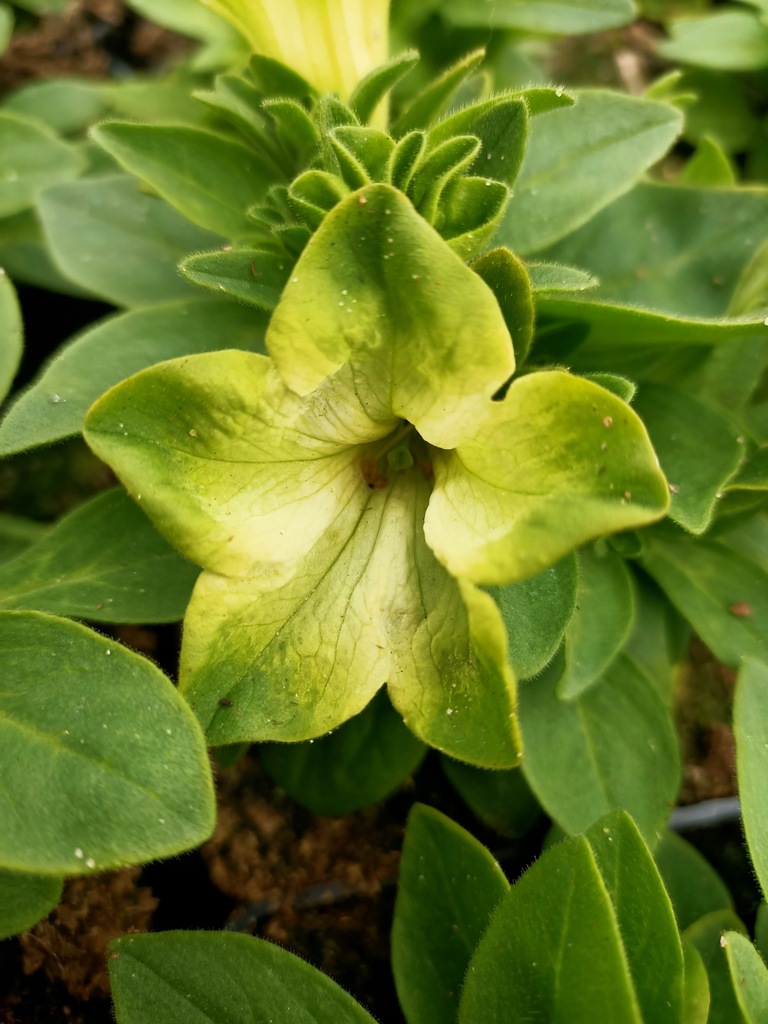 SURFINIA PISTACHIO CREAM RAY ZIELONA P9 SADZONK 11973278236