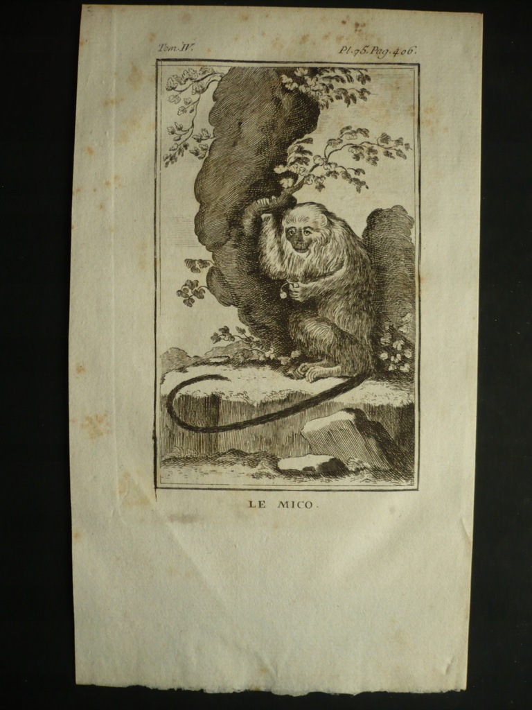 małpka mico, oryg. 1772