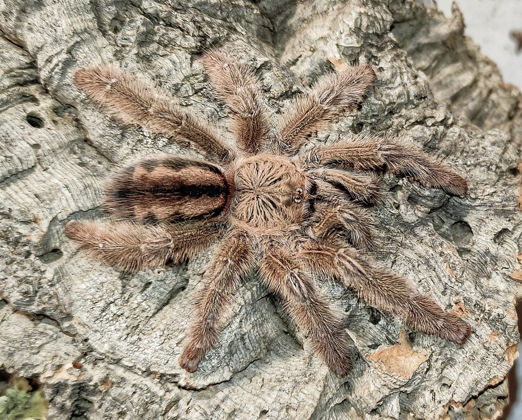 Ptasznik- Iridopelma hirsutum L1