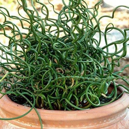 Sit spiralny 'Spiralis' smukłe pędy