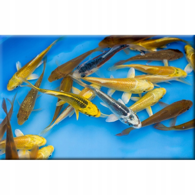 Tropical Koi & Goldfish Vegetable 50 l worek 7929012194 oficjalne