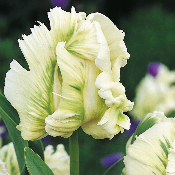 TULIPAN MADONNA CEBULE 5 SZT.